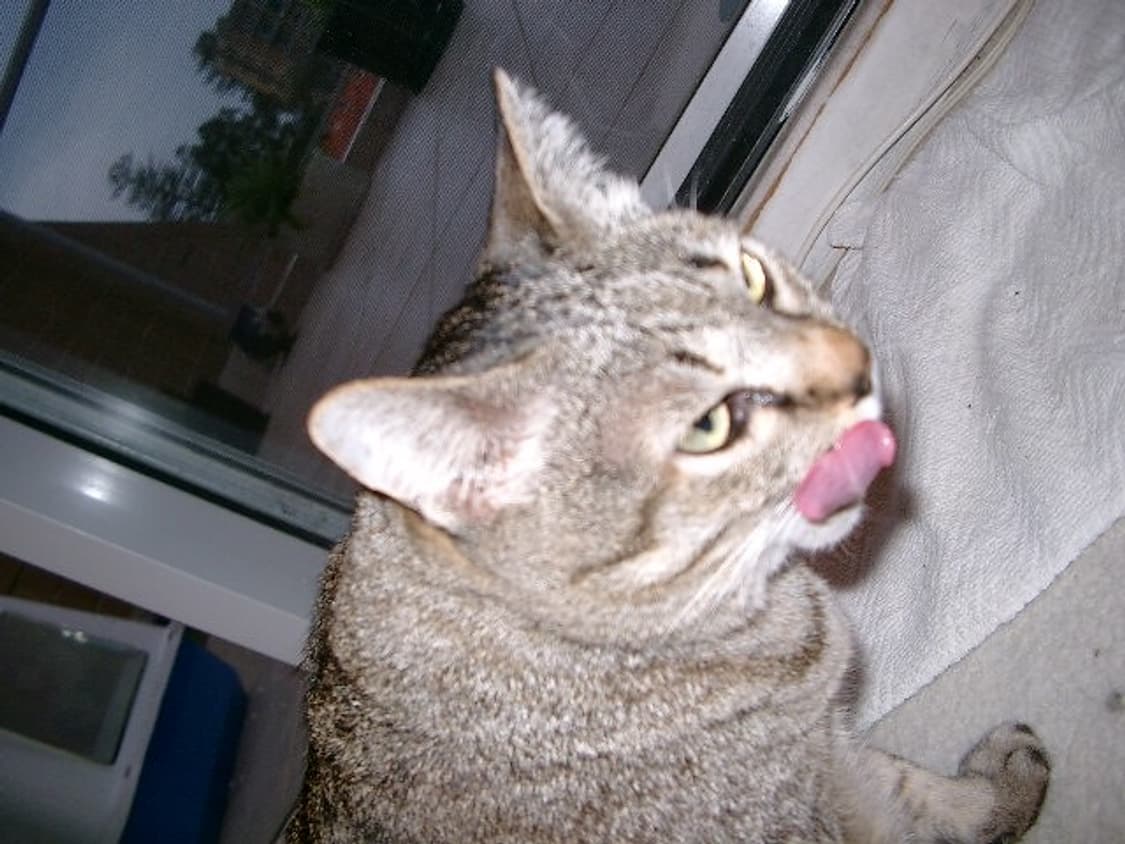 펜탁스 옵티오 330RS | 빈티지카메라 | 빈티지디카 상품이미지6