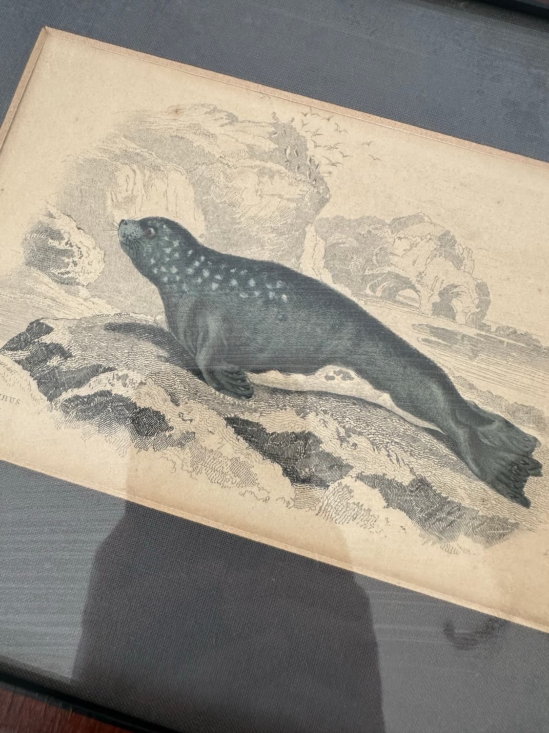 독일)빈티지 물개 액자 상품이미지3