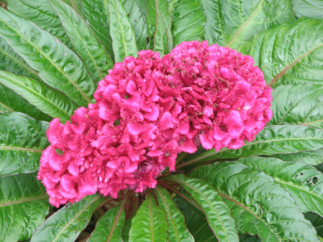 디지털 카메라 일괄 상품이미지10