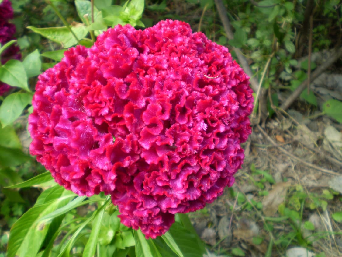 후지필름 FinePix F450 디카 (빈티지 카메라) 상품이미지8