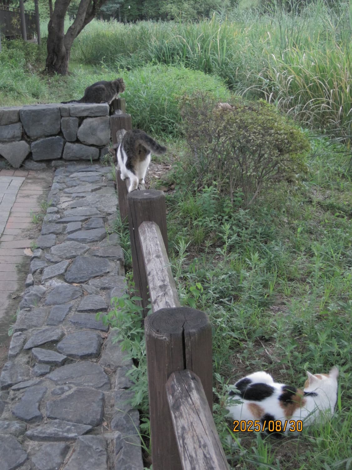 작례o) 캐논 익서스 95is ixus 95is 상품이미지7