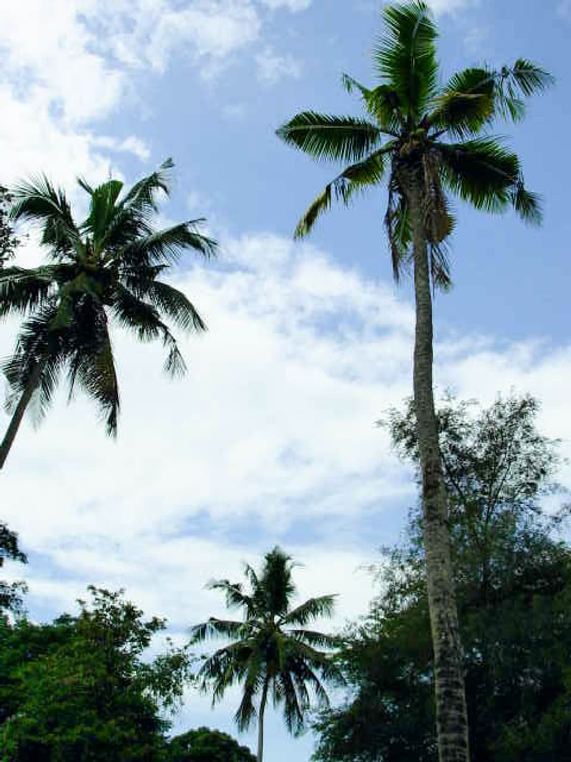 Minolta Dimage X (미놀타 Dimage X) 상품이미지9