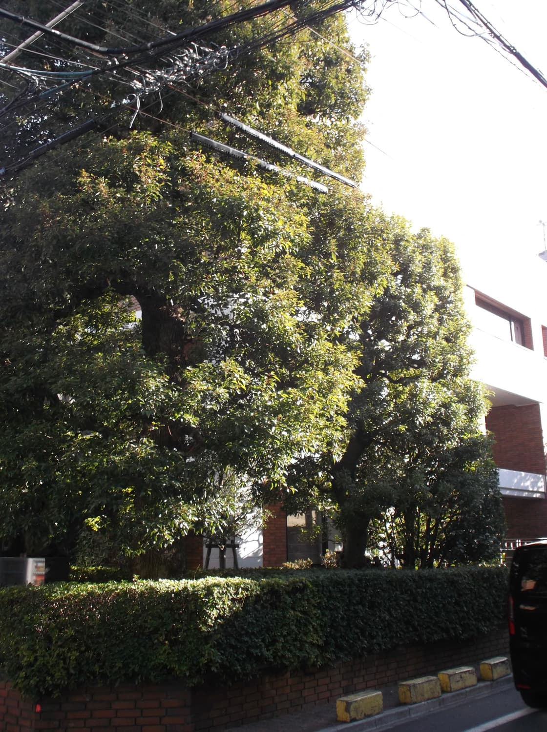 색감 좋은 빈티지 디카 후지 jx680 카메라 작례o 상품이미지8