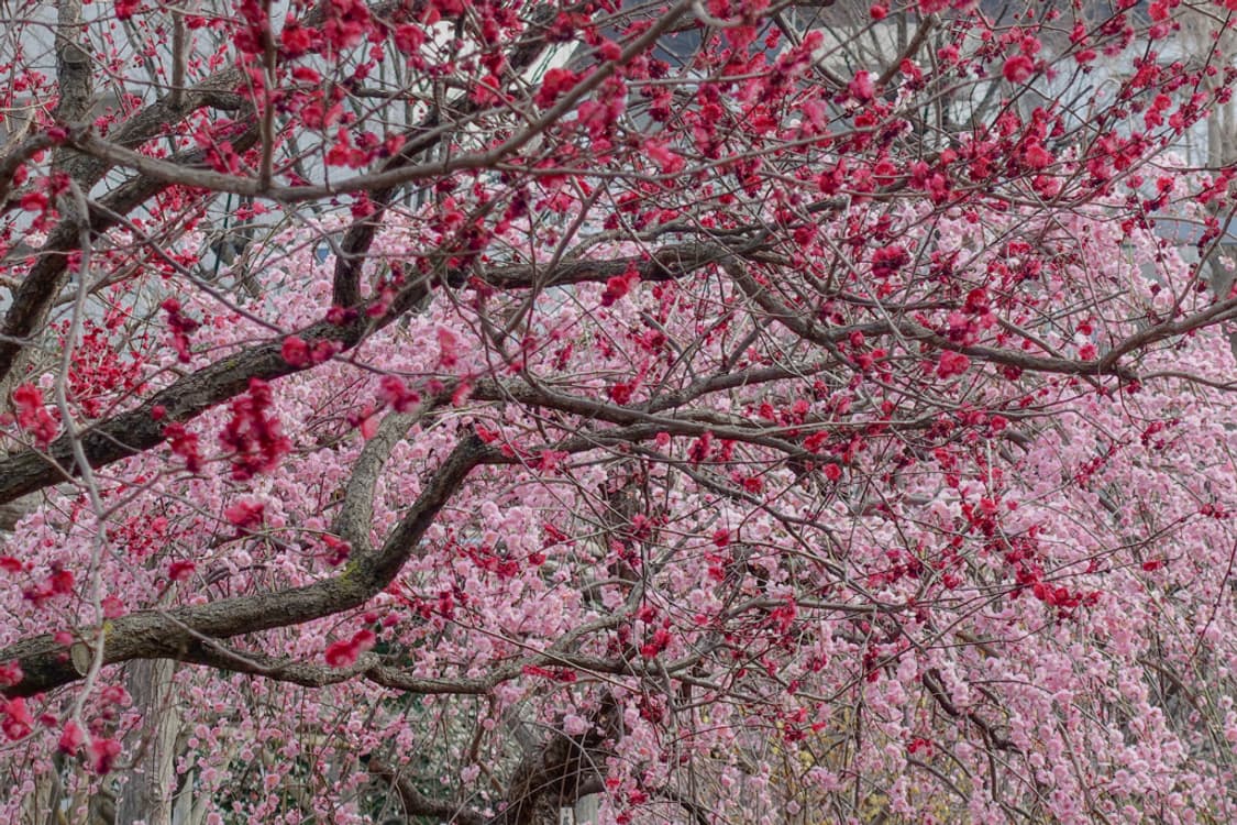 소니 사이버샷 Sony Cyber-shot DSC-RX100M3 블랙 상품이미지2