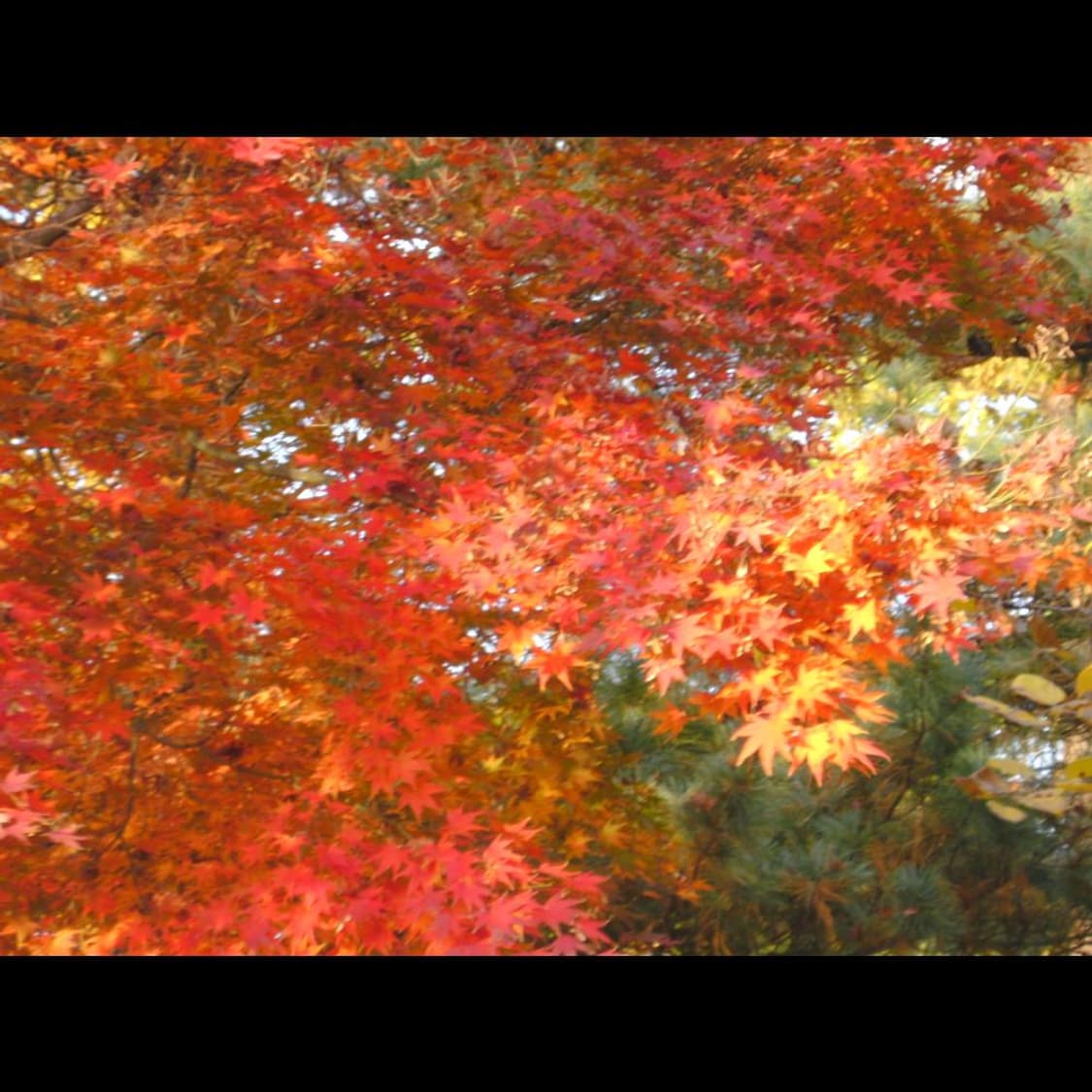 히타치 HDC-1241 + 박스  메탈릭 실버 빈티지 디카 디지털카메라 상품이미지10