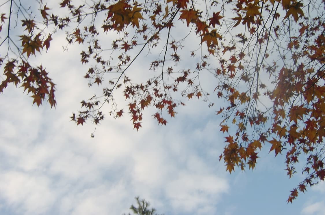 삼성케녹스v5디카 상품이미지7