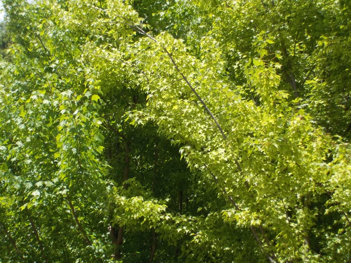 입문&강추!) Nikon Coolpix S620 디카 카메라 상품이미지6