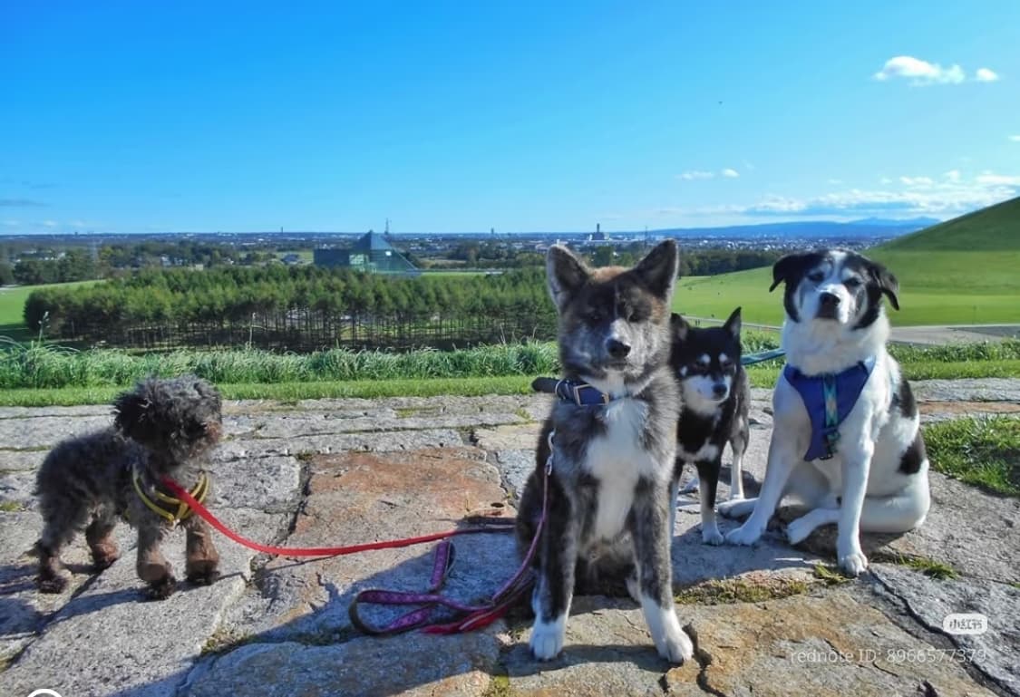 Nikon COOLPIX 니콘 쿨픽스 L30 실버 상품이미지7