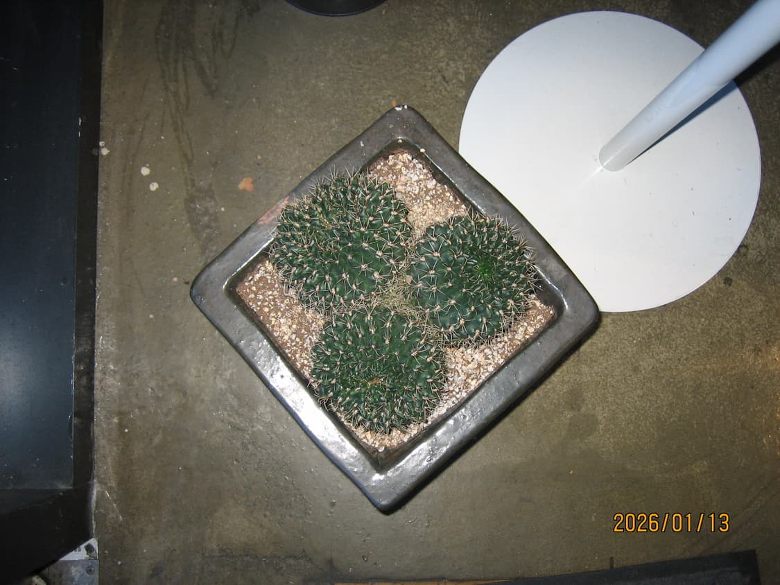 한글/풀박/날짜)캐논 ixy digital55(ixus50)빈티지디카 상품이미지10