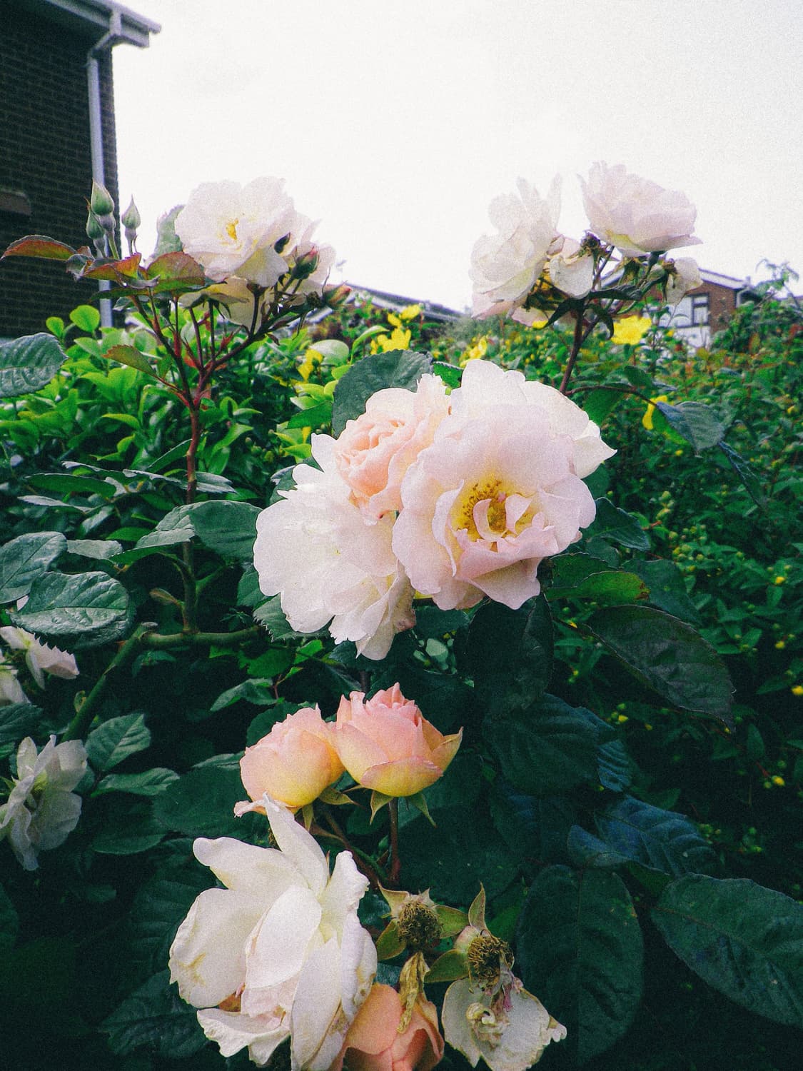 한글지원✨ Pentax Optio RZ10 퍼플 💜   상품이미지5