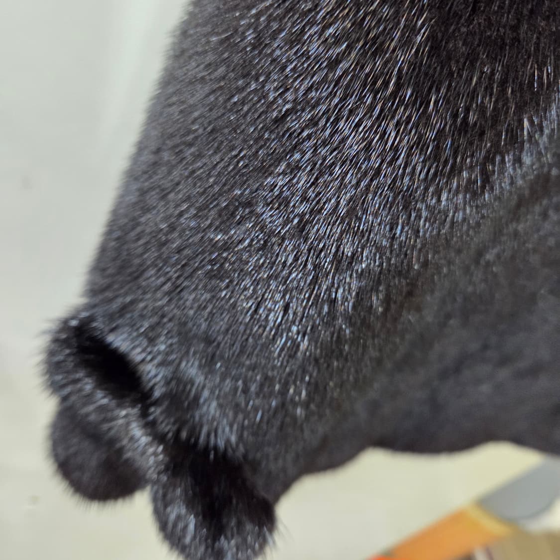 진도 밍크 베스트 상품이미지5