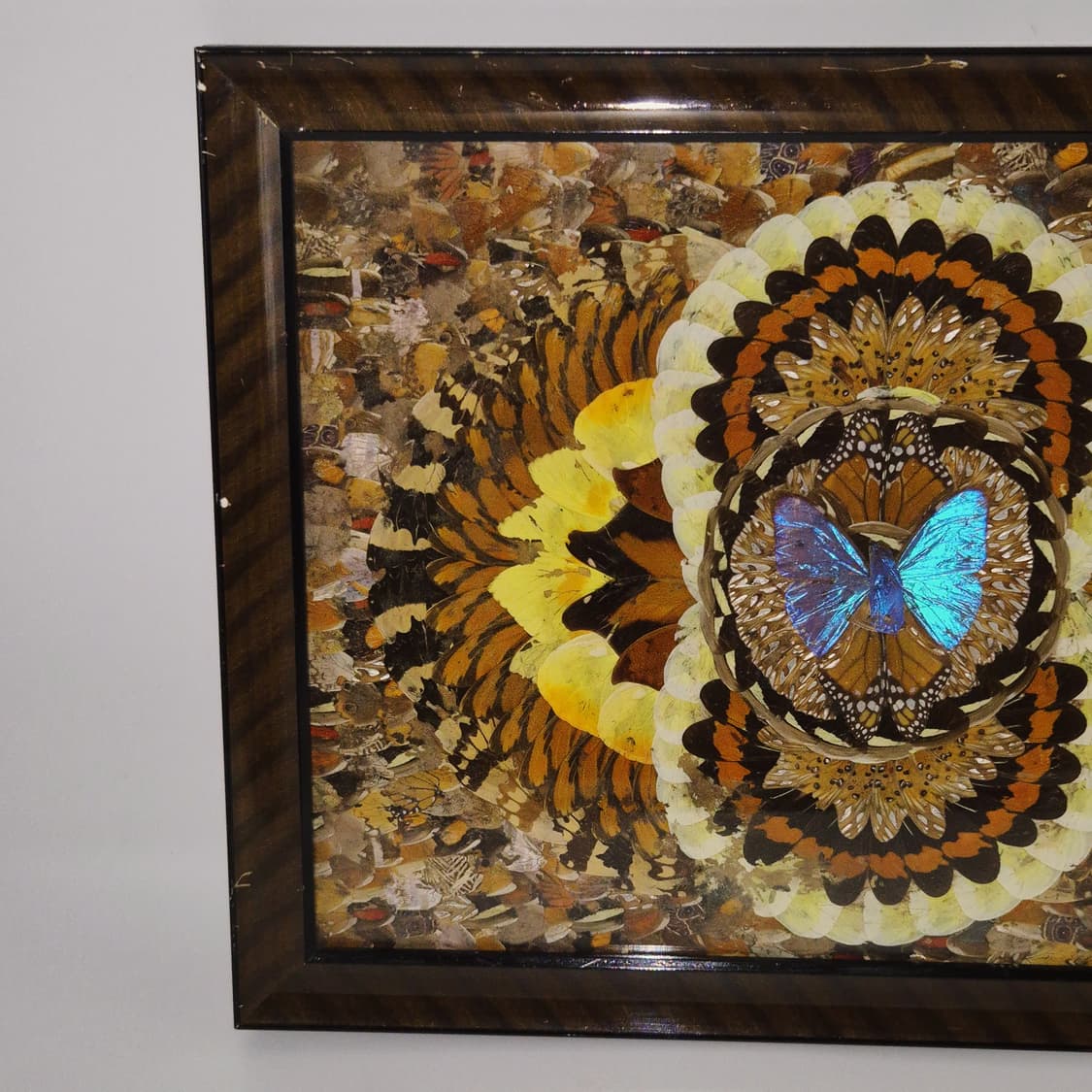 60s 모르포 나비 표본&날개 엔틱 대형 액자 상품이미지10