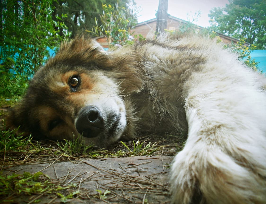 올림푸스 FE-4020 빈티지 디카 판매합니다 상품이미지7