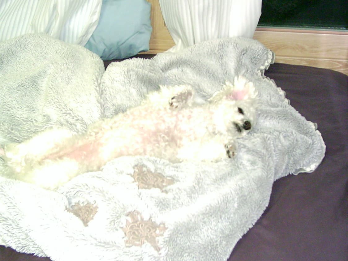 DXG 380 빈티지 디지털카메라 상품이미지10