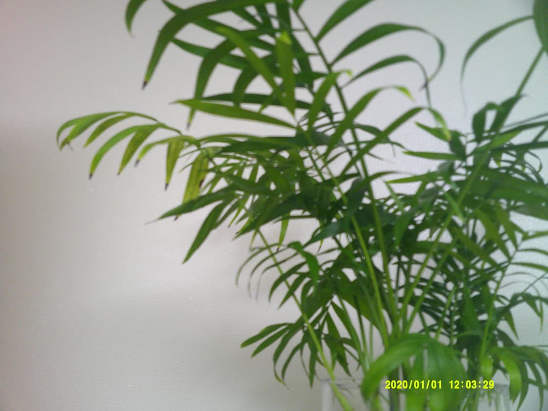 작례 O) 켄코 kenko KC-03TY 디지털 카메라 상품이미지6