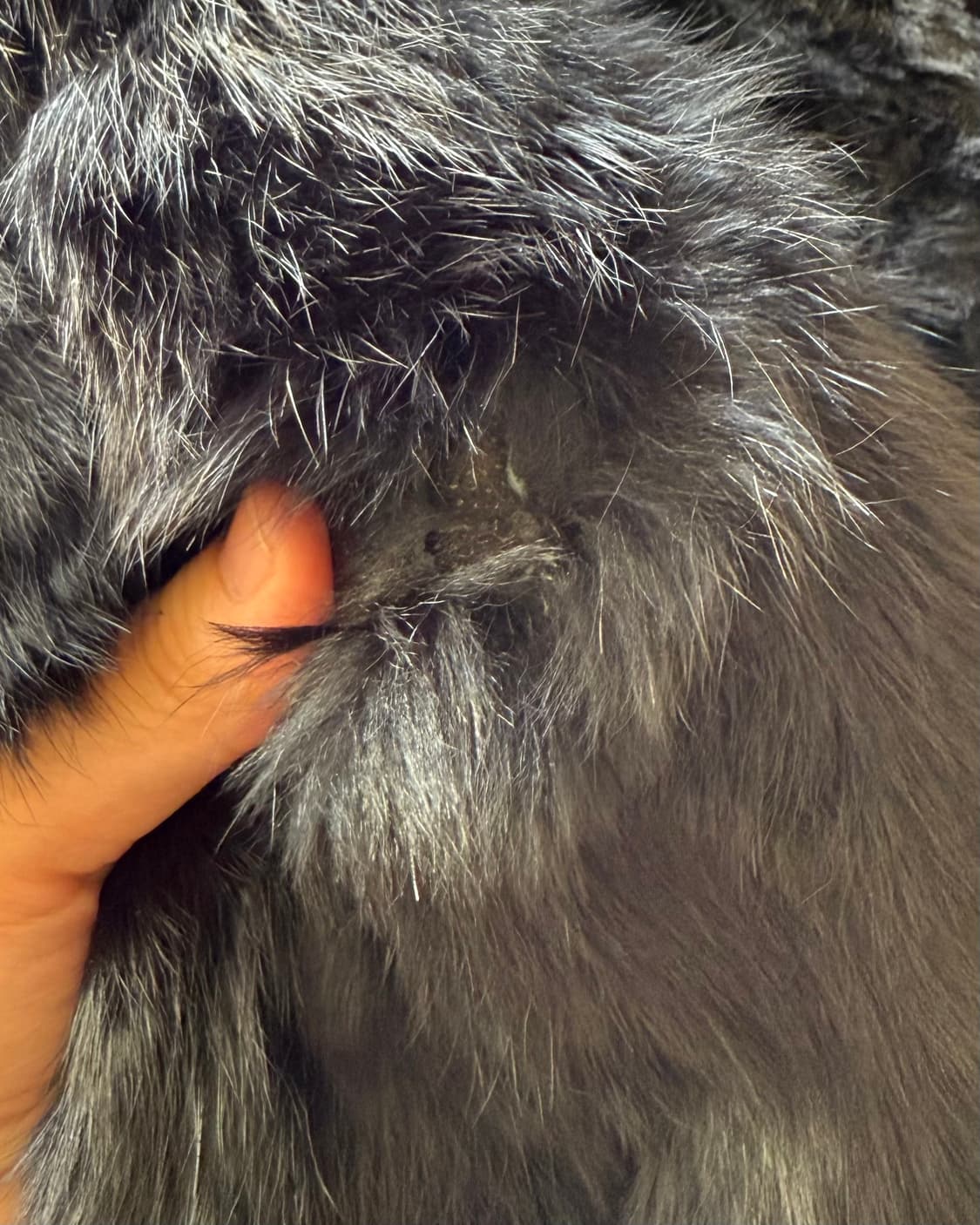 빈티지 래빗퍼 상품이미지7