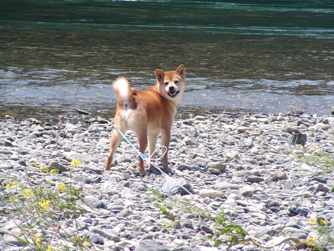 산요 작티 SANYO Xacti VPC-C1 실버 상품이미지2