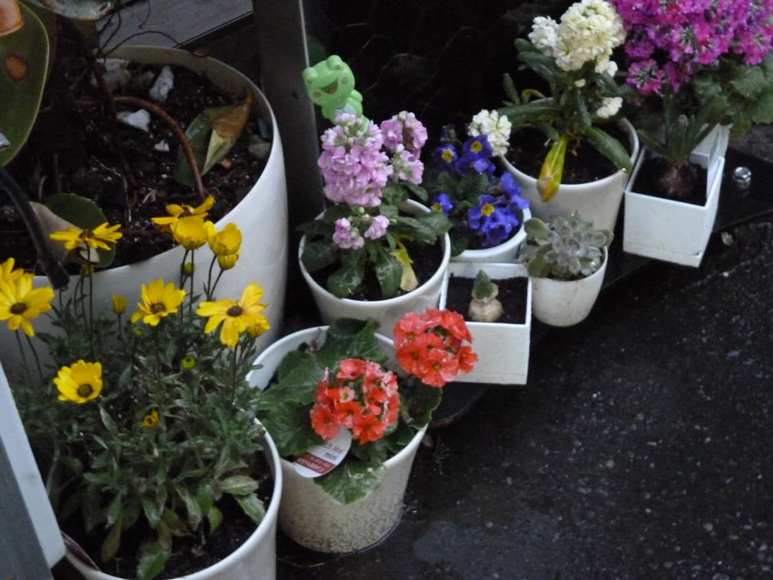 츄 빈티지 디카 루믹스 DMC-S1 작례o 상품이미지5