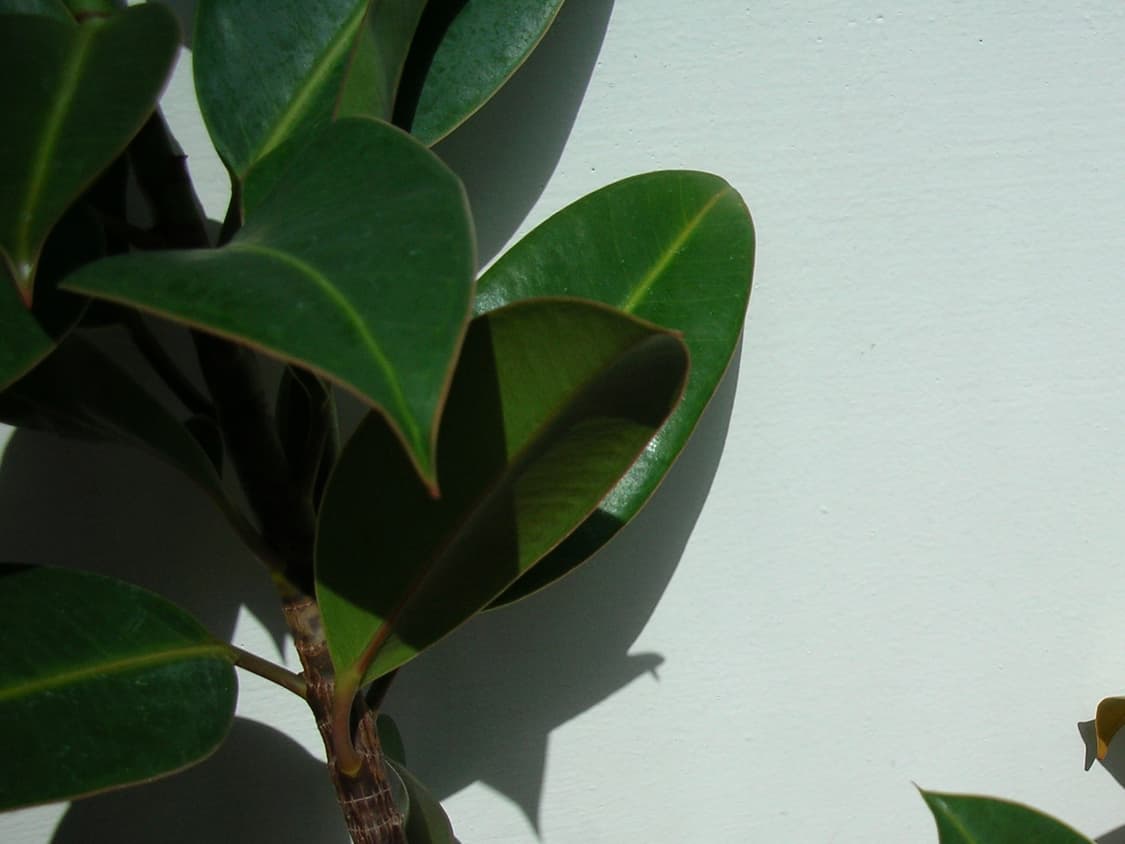 작례O) 니콘 쿨픽스 Nikon coolpix S1 상품이미지4