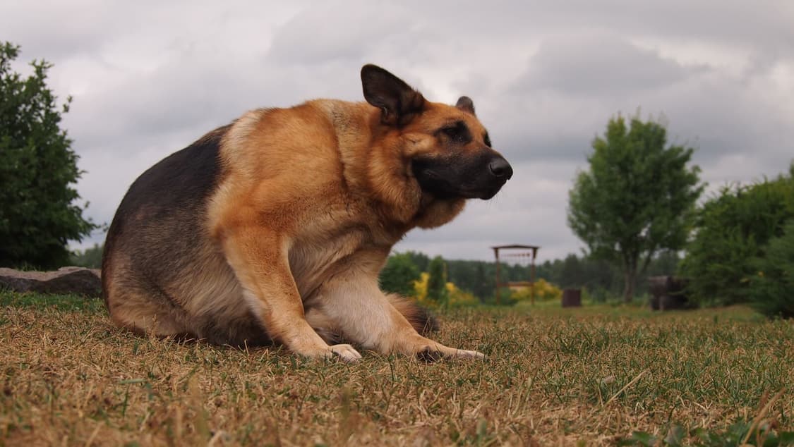 작례O 소장품 컬러 올림푸스 펜 미니 e-pm1 + 주이코 렌즈 디지털카 상품이미지6