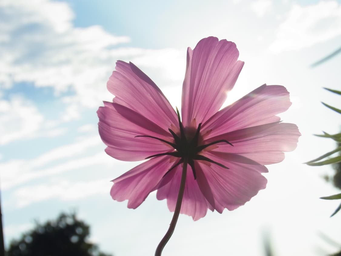 소프트포커스 기능에 스트릿 감성 한스푼  🎧리코 cx4 상품이미지2