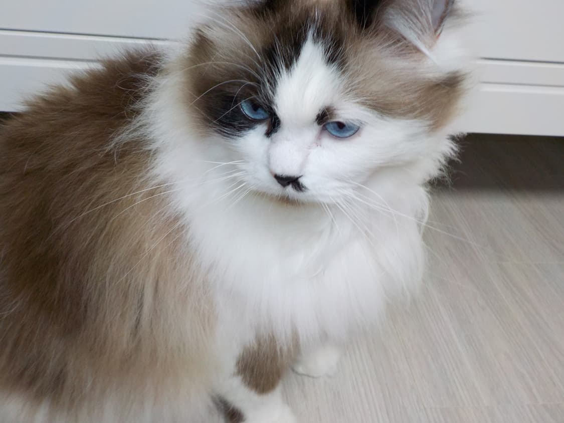 [빈티지 디카] 니콘 쿨픽스 s32 블루 (방수,방진 가능) 상품이미지7