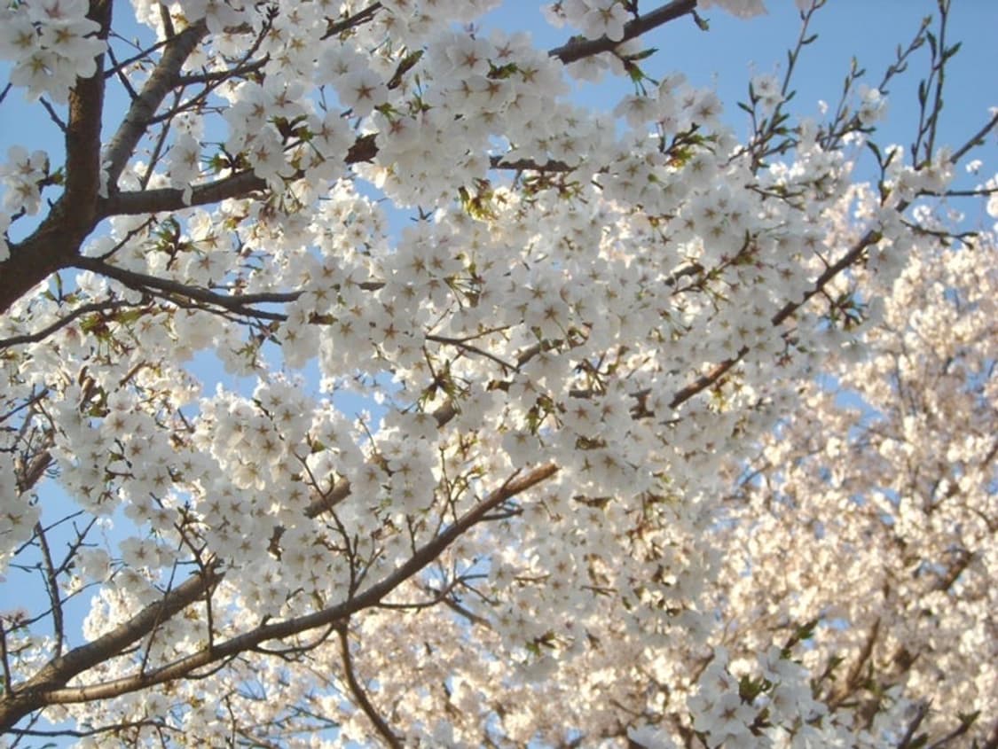 🪴희귀🪴입문🪴니콘 쿨픽스 L15  (작례O) 상품이미지6