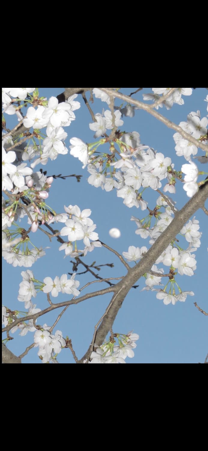 캐논 익시 10 (캐논 익서스 70 IXUS 70) 빈티지 디카 상품이미지5