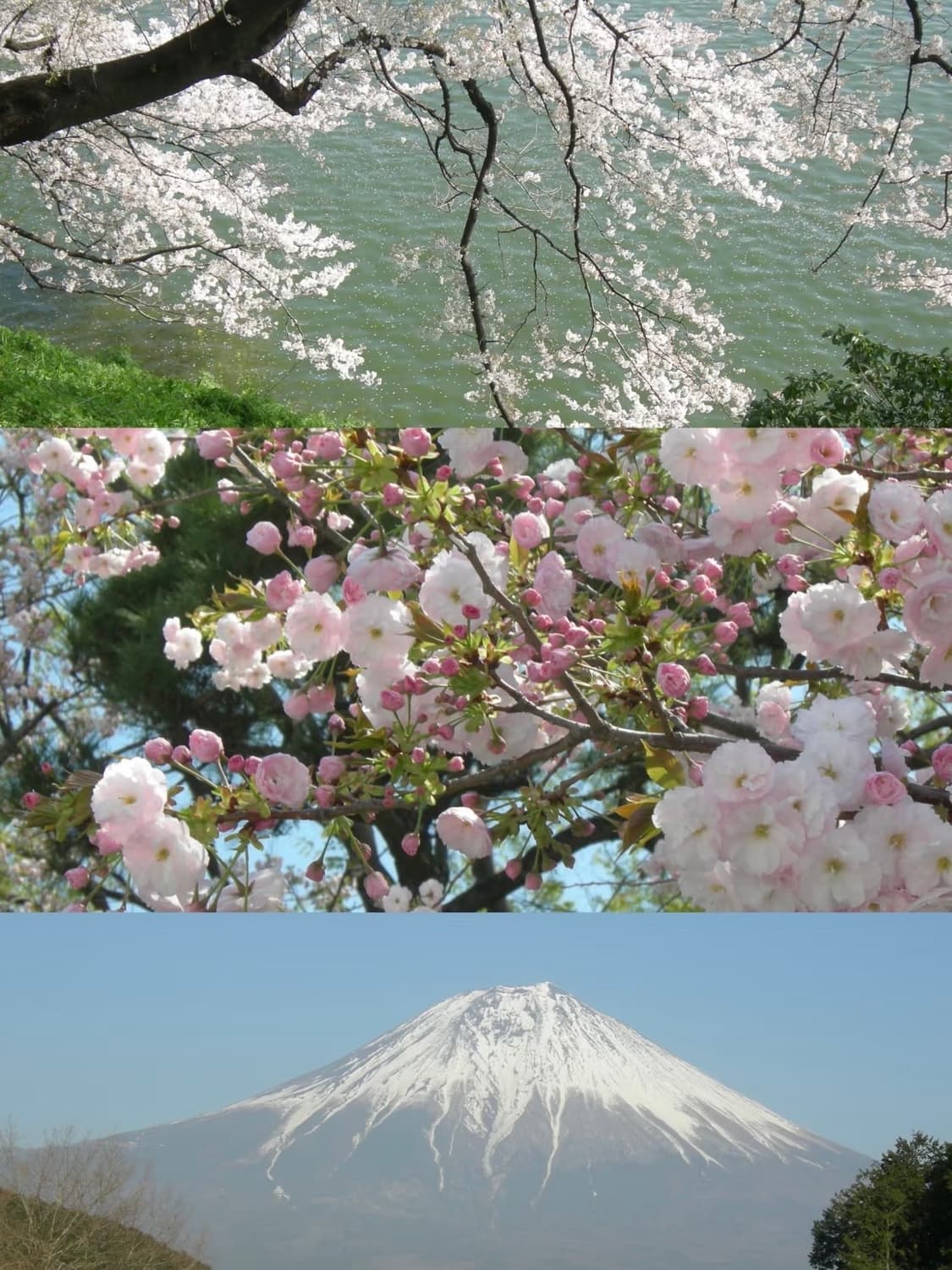 니콘 쿨픽스 p1,p2(nikon coolpix p1,p2) 상품이미지4