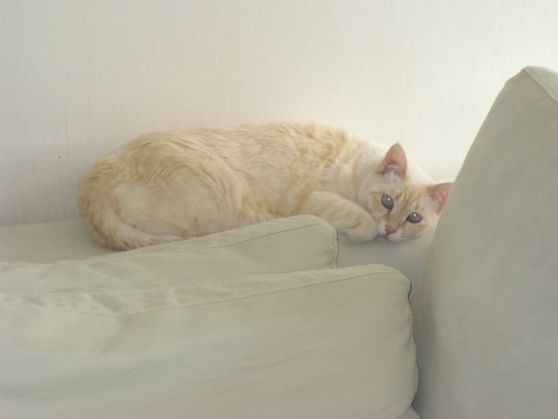 캐논 익시 20is 상품이미지8