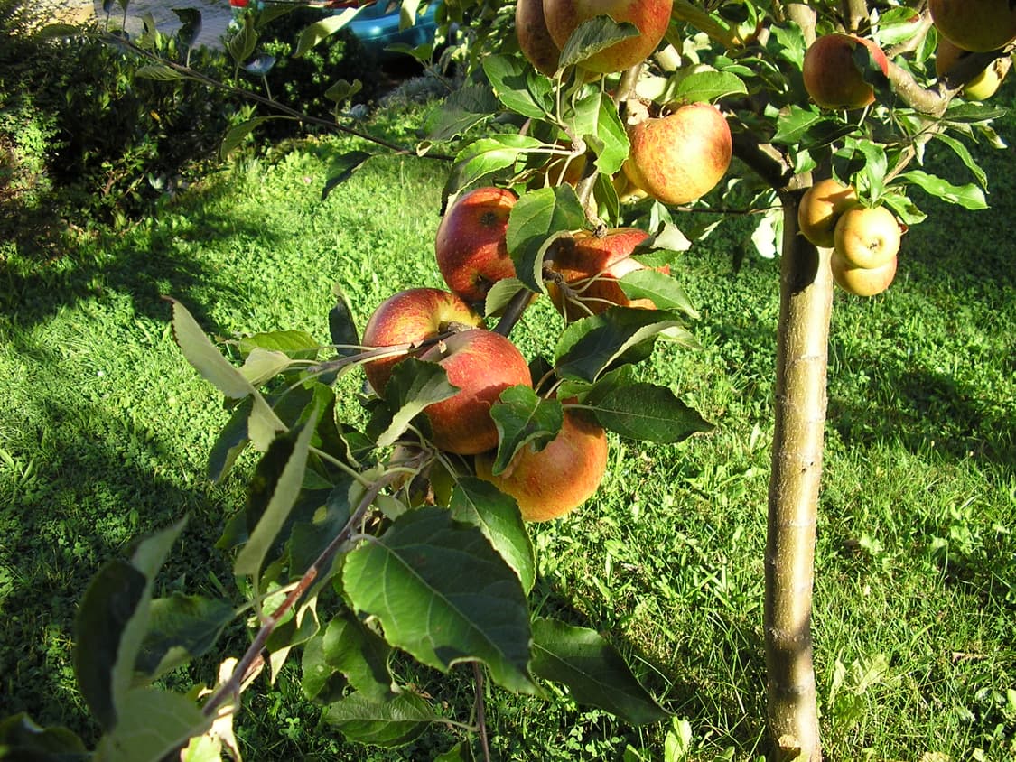 작례) Olympus camedia C-310 zoom 올림푸스 디카 상품이미지10