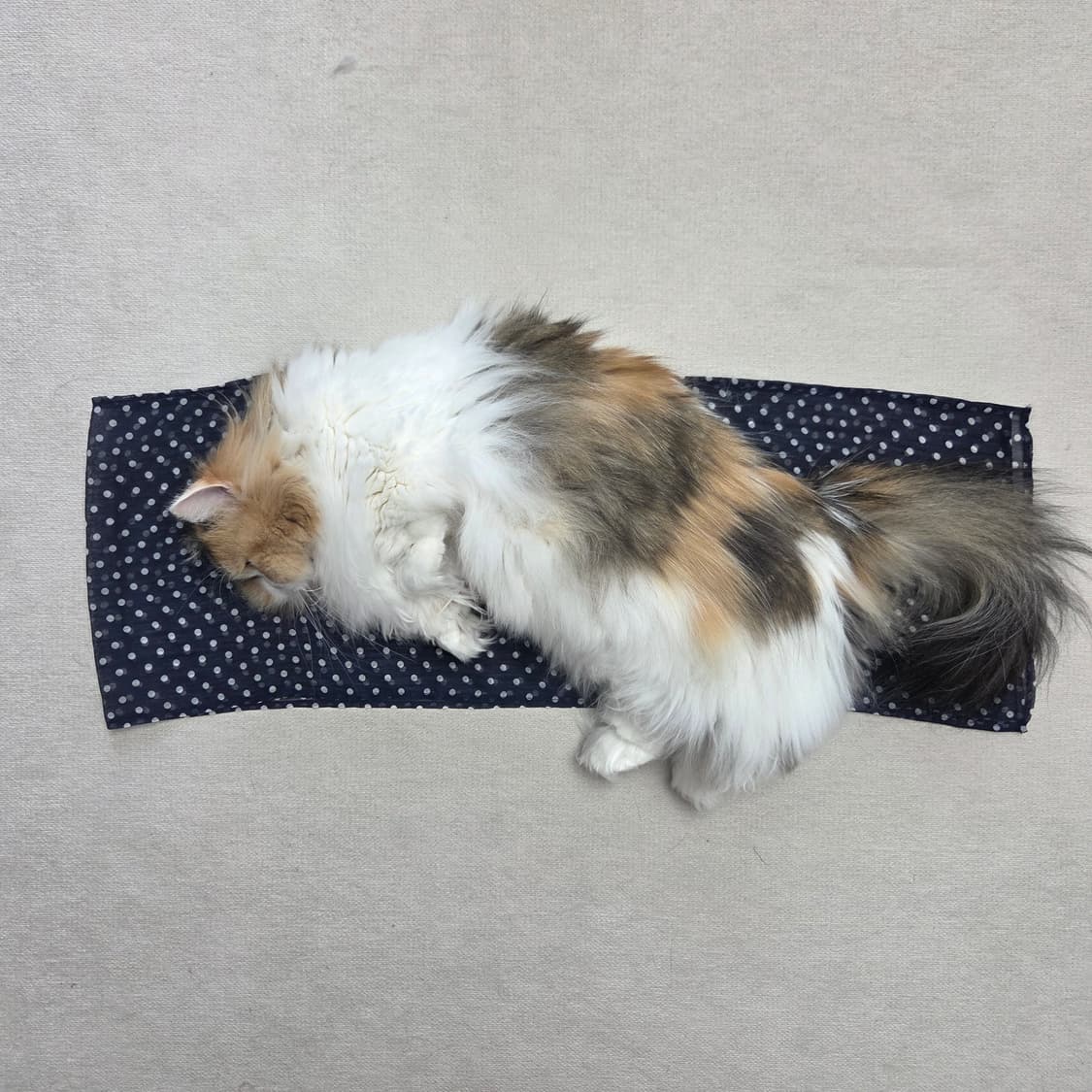 아메카지 하구미 네이비 도트 스카프 상품이미지3