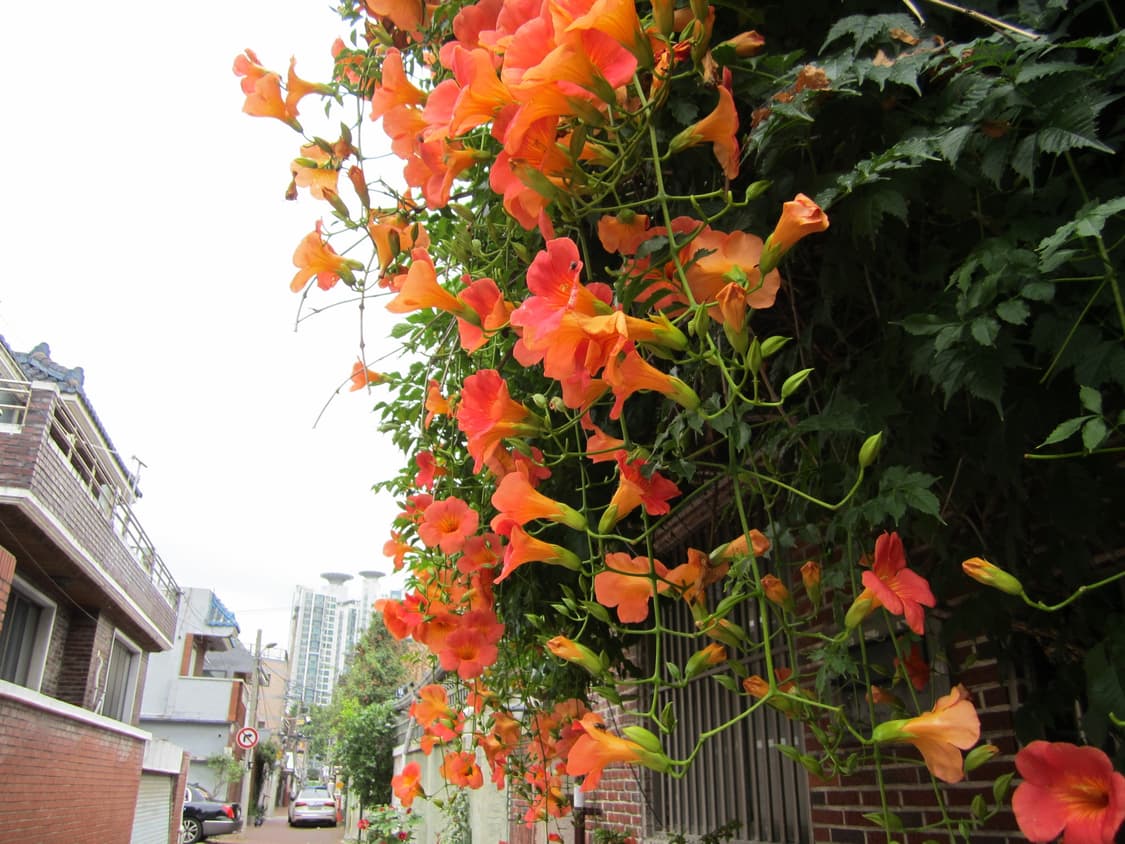 Canon ixus115hs ( ixy210f) 상품이미지6