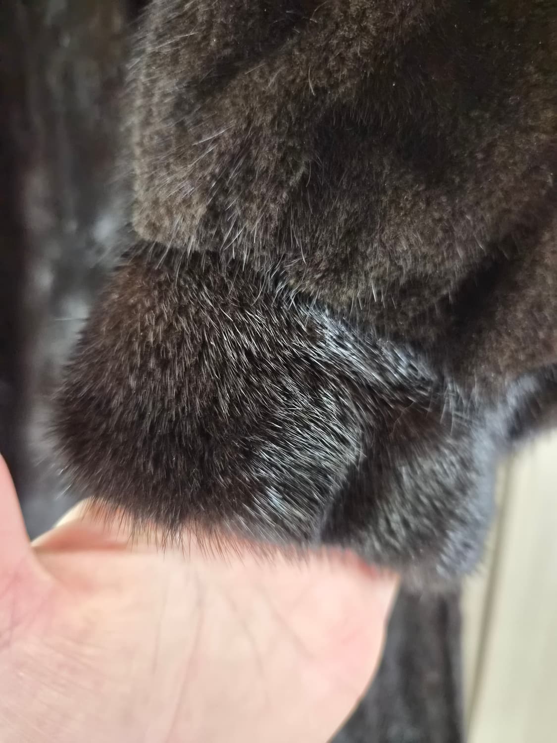 진도 모피 상품이미지3