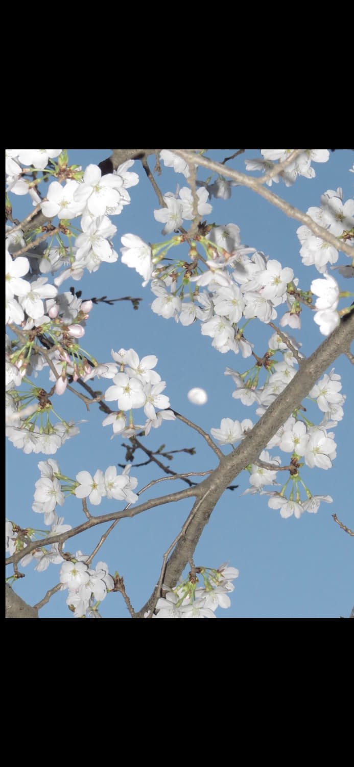 캐논 익시 10 (캐논 익서스 70 IXUS 70) 빈티지 디카 상품이미지4