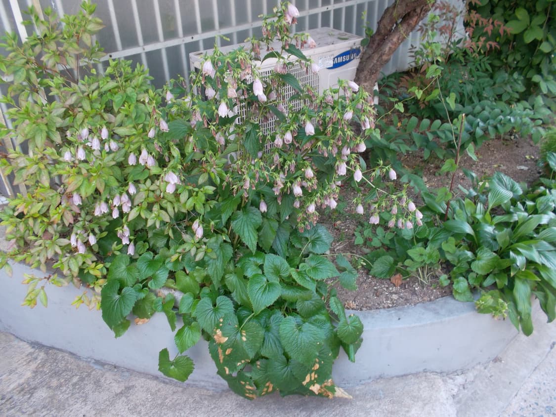 삼성 vluu st65 디카 (빈티지 카메라) 상품이미지7