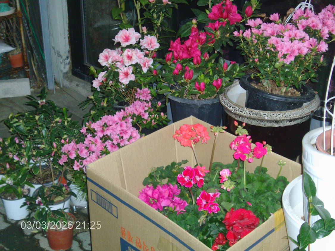 HP photosmart m737 빈티지 디카 (작례o) 상품이미지7