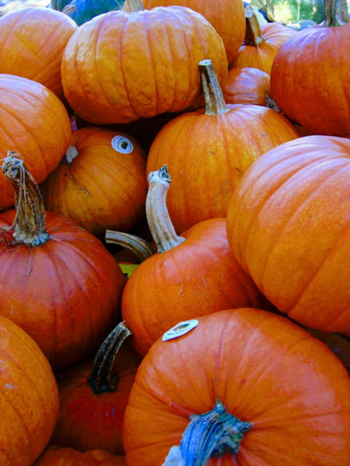 Kodak EasyShare C300 (코닥 이지쉐어 C300) 상품이미지9