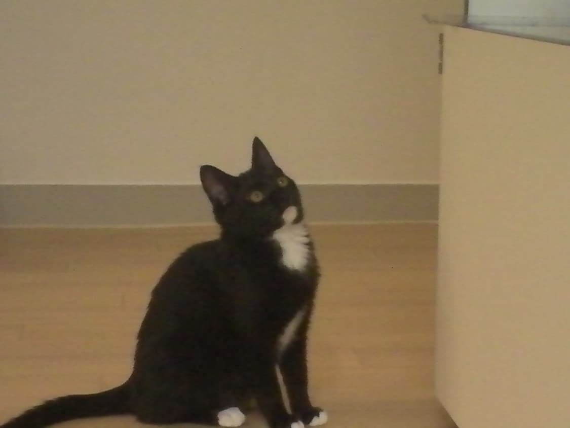 산요 작티 dmx-th1 본체만/작례 있음 상품이미지10