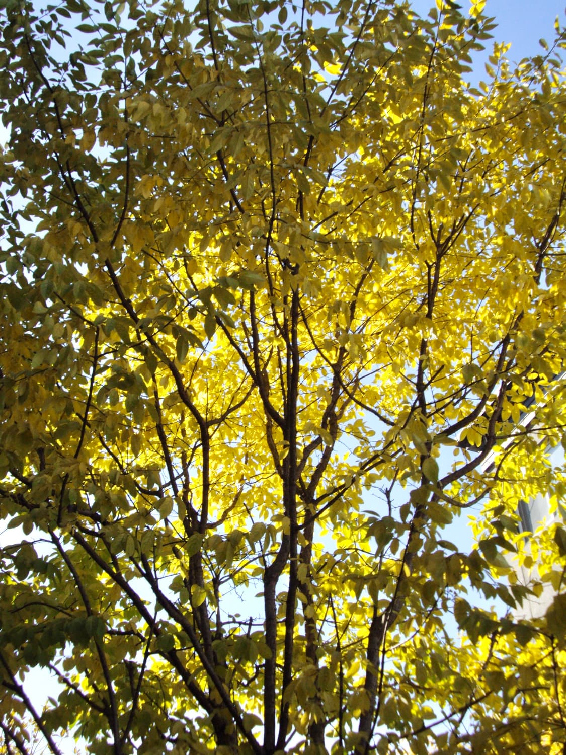 작례 미침 소니 dsc-s950 디카 상품이미지7