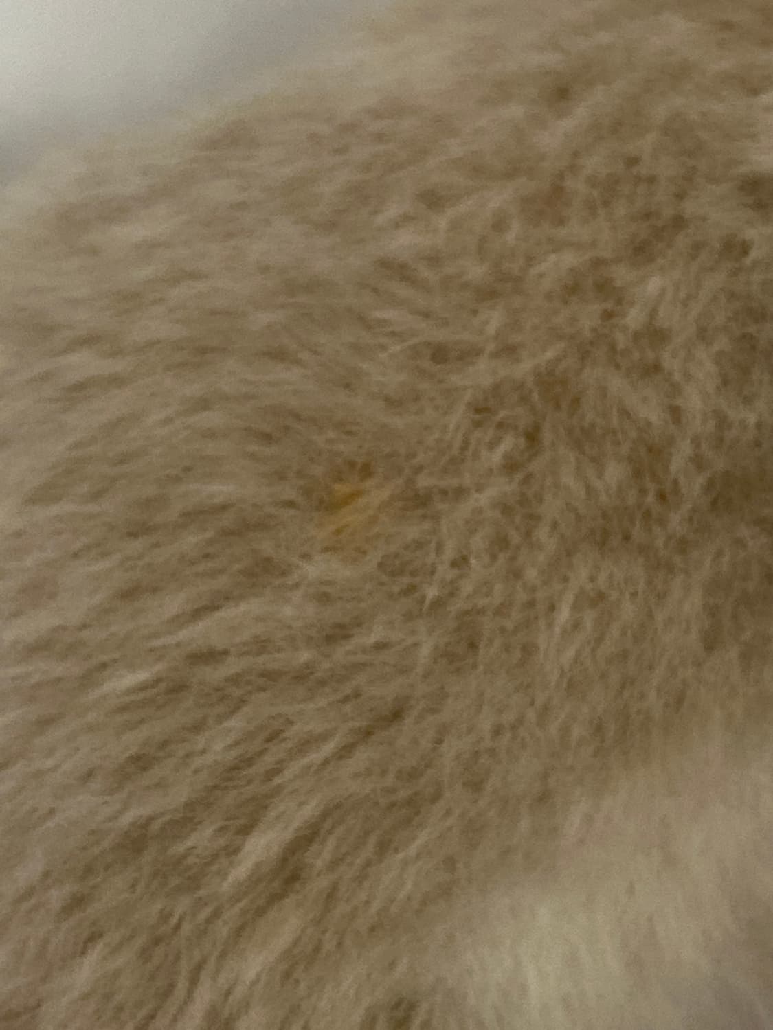 일본 고전 해달 인형 상품이미지4