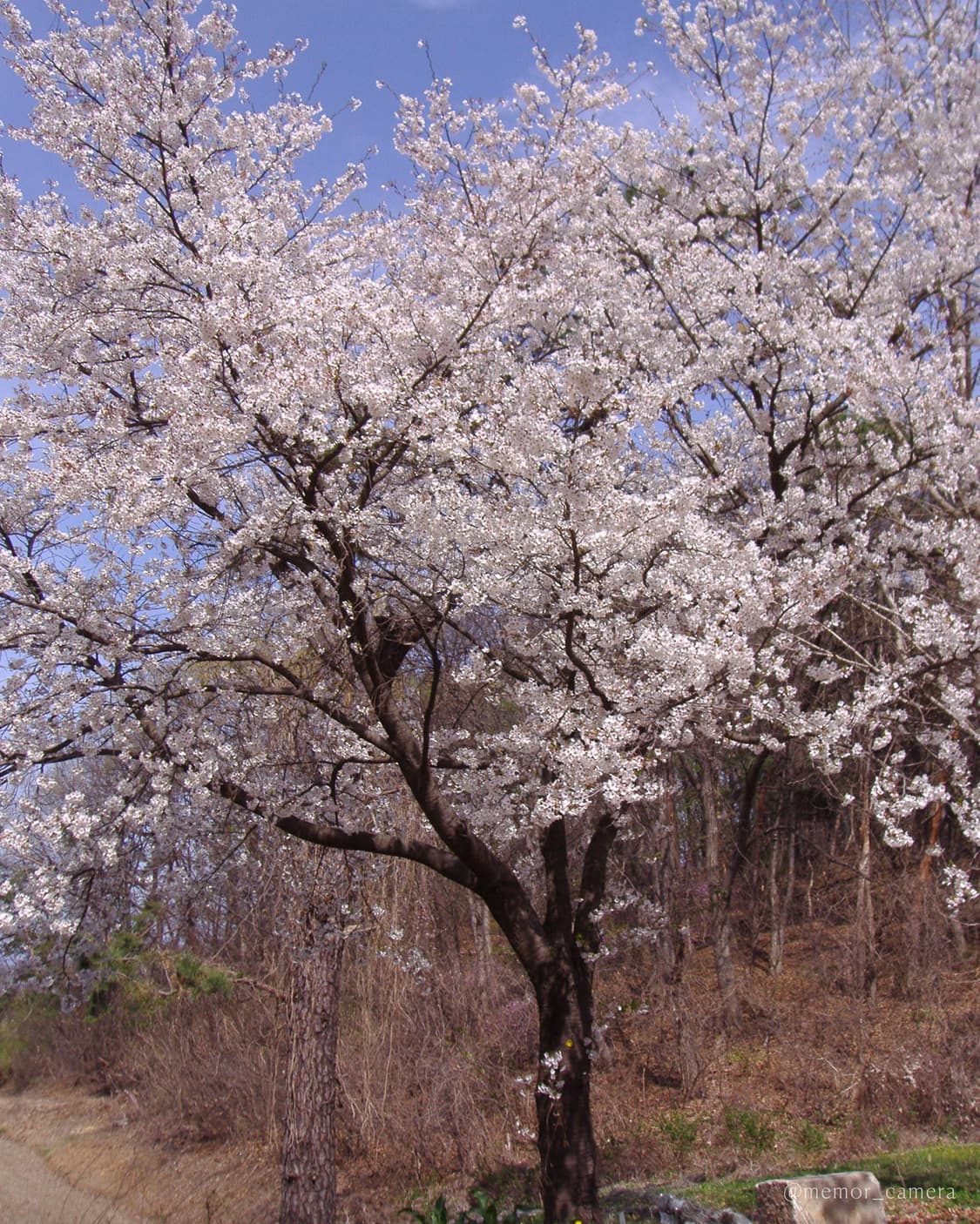 필카무드/입문자추천🌸OLYMPUS CAMEDIA X-600 올림푸스디카 상품이미지9