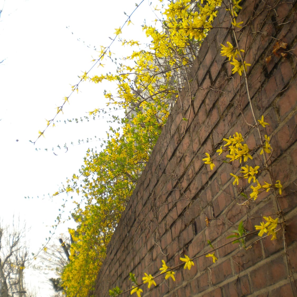 니콘 쿨픽스S203(작례○) 상품이미지4