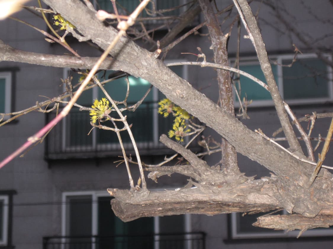 익서스95 작례 상품이미지8