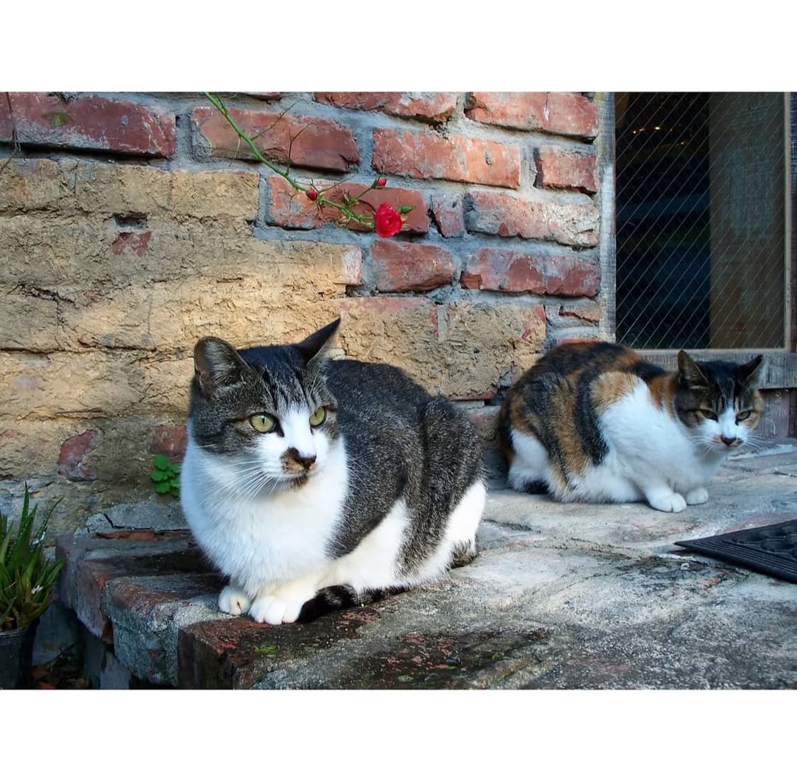 코닥 이지쉐어 z885 디지털카메라 상품이미지7