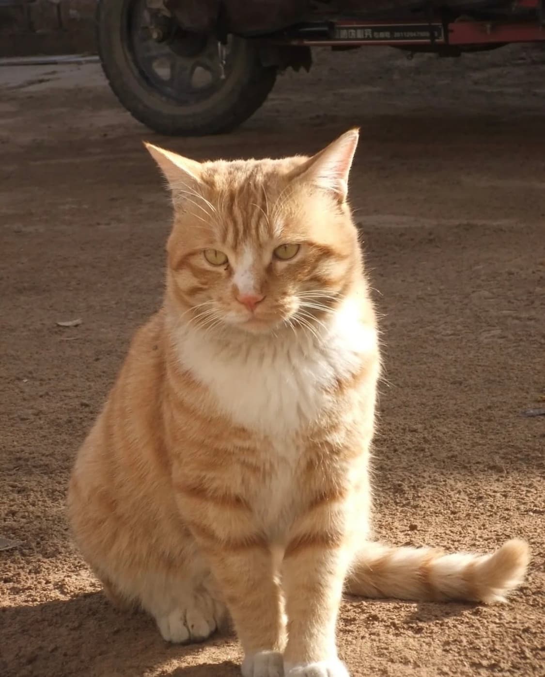 후지필름 파인픽스 Fujifilm FinePix Z800EXR 핑크 디카 상품이미지7