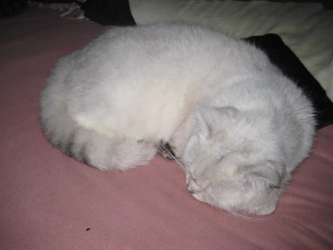 캐논 익서스 70 CANON IXUS 70 빈티지 디지털카메라 디카 상품이미지10