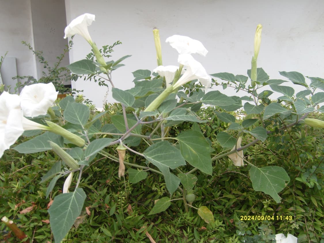 삼성 케녹스 S730 실버 디카 (빈티지 카메라) 상품이미지8