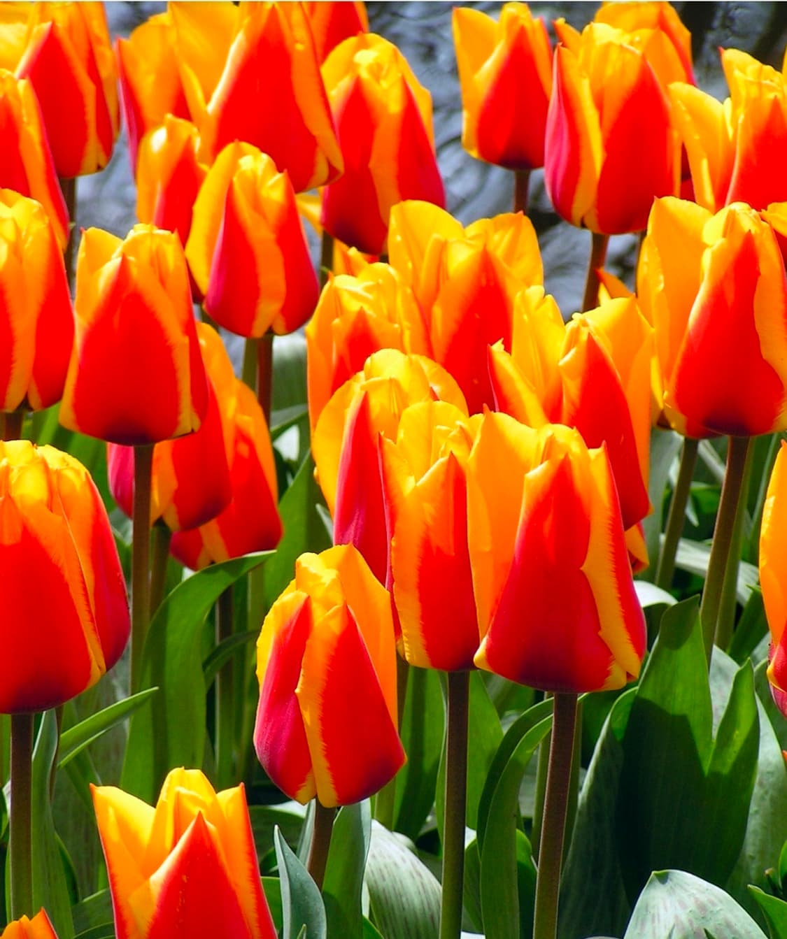 코니카 미놀타 디미지 Z1 상품이미지10