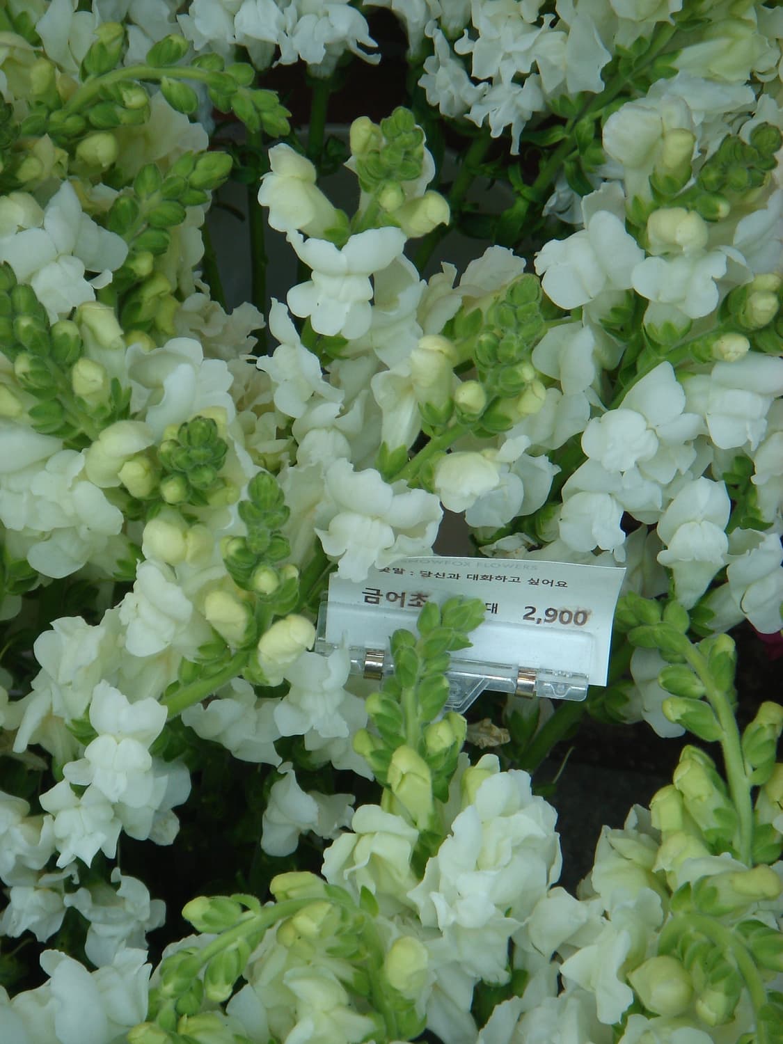 [작례O] 소니 Cyber-shot DSC-T33 🌸벚꽃특가🌸 상품이미지6